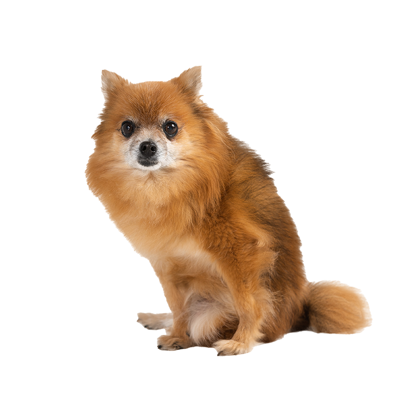 Coco 1