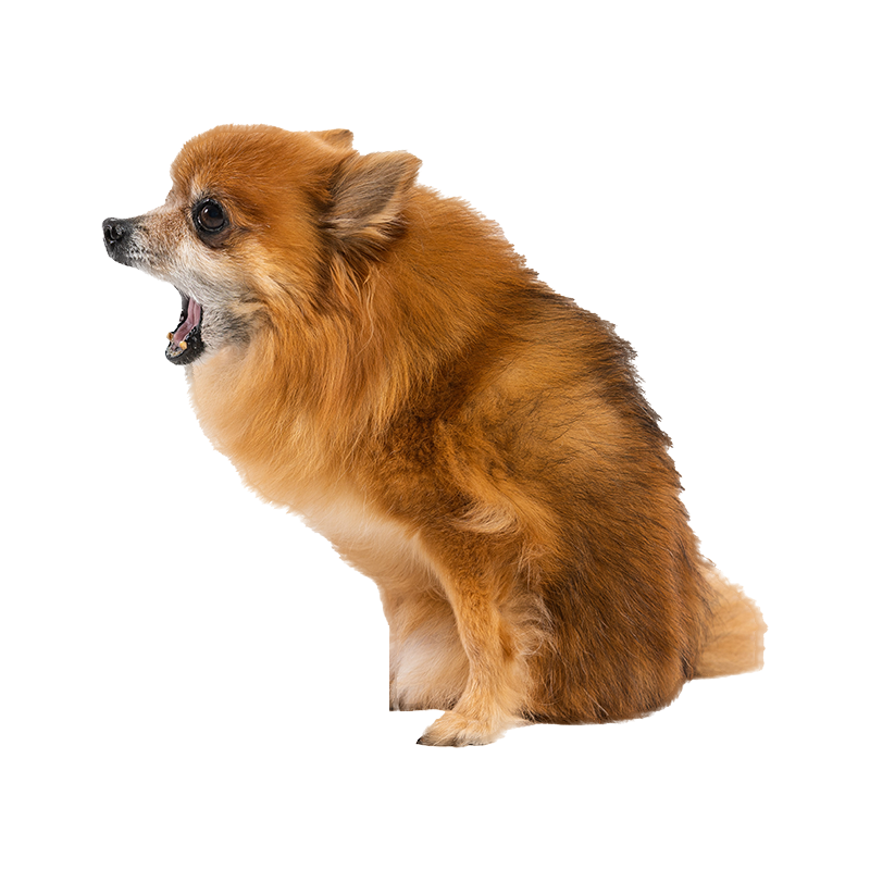 Coco 2