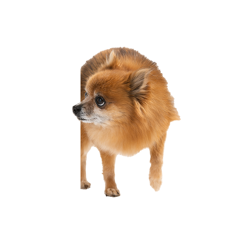 Coco 3