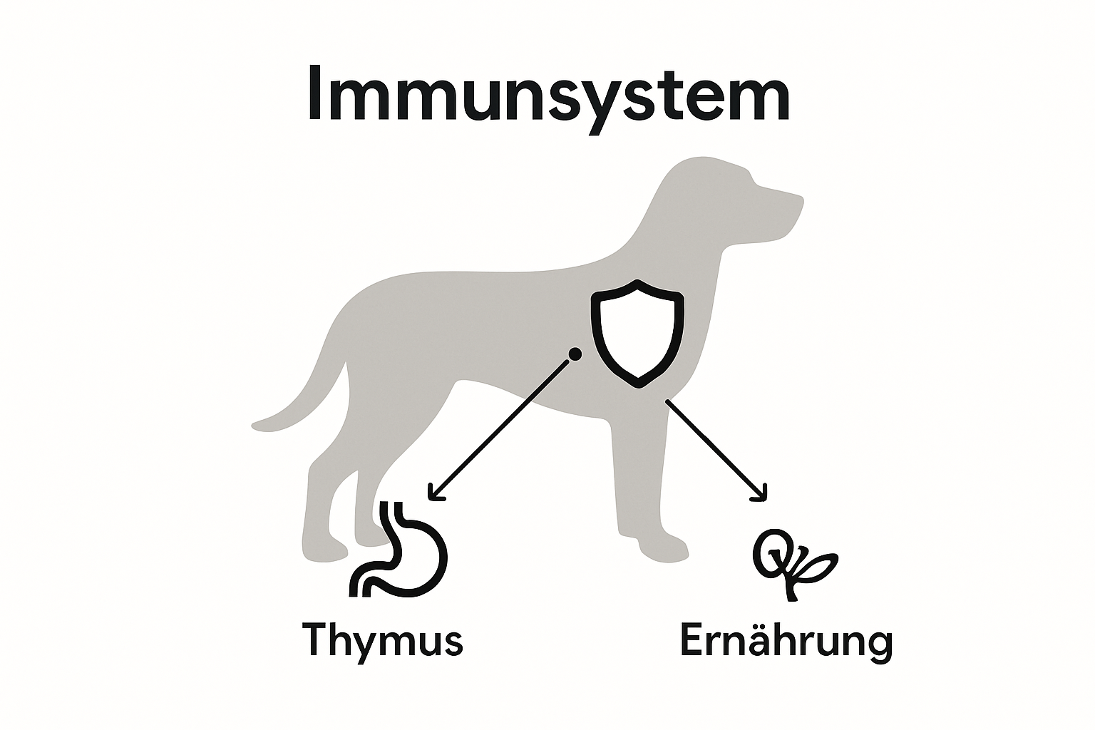 Das Immunsystem des Hundes anschaulich dargestellt – mit Symbolen und Verbindungen, die die wichtigsten Zusammenhänge zeigen.
