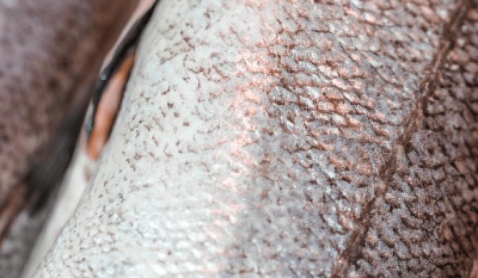 Collagene di Pesce