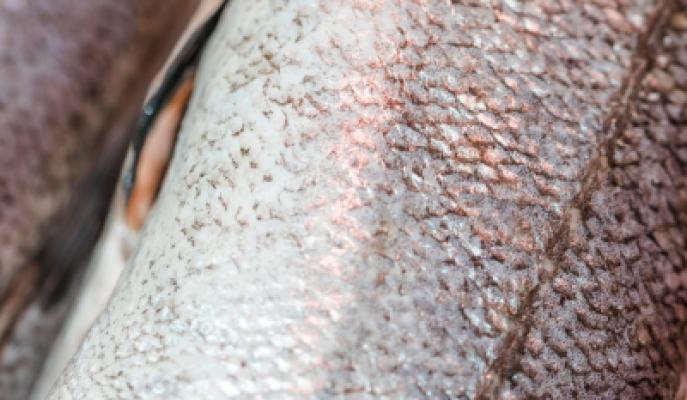 Fish Collagen