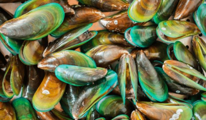 Moule à lèvres vertes