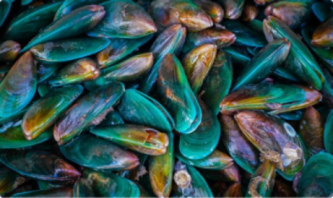 Green lipped mussel