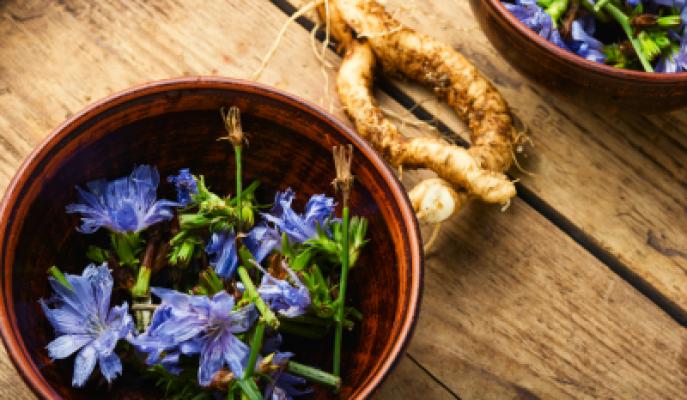 Inulina en polvo de achicoria