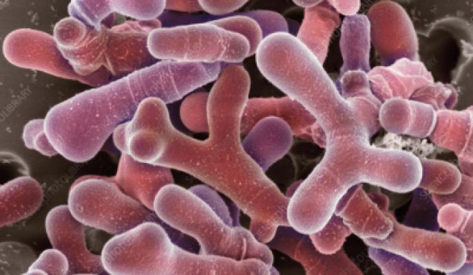 Bifidobacterium animalis ssp. lactis