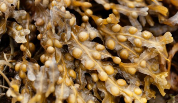 Algas pardas (Ascophyllum nodosum)