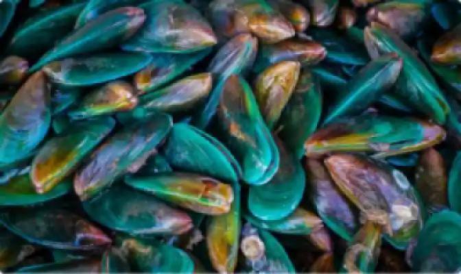 Green-lipped mussel