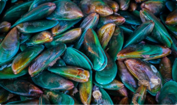 La moule verte