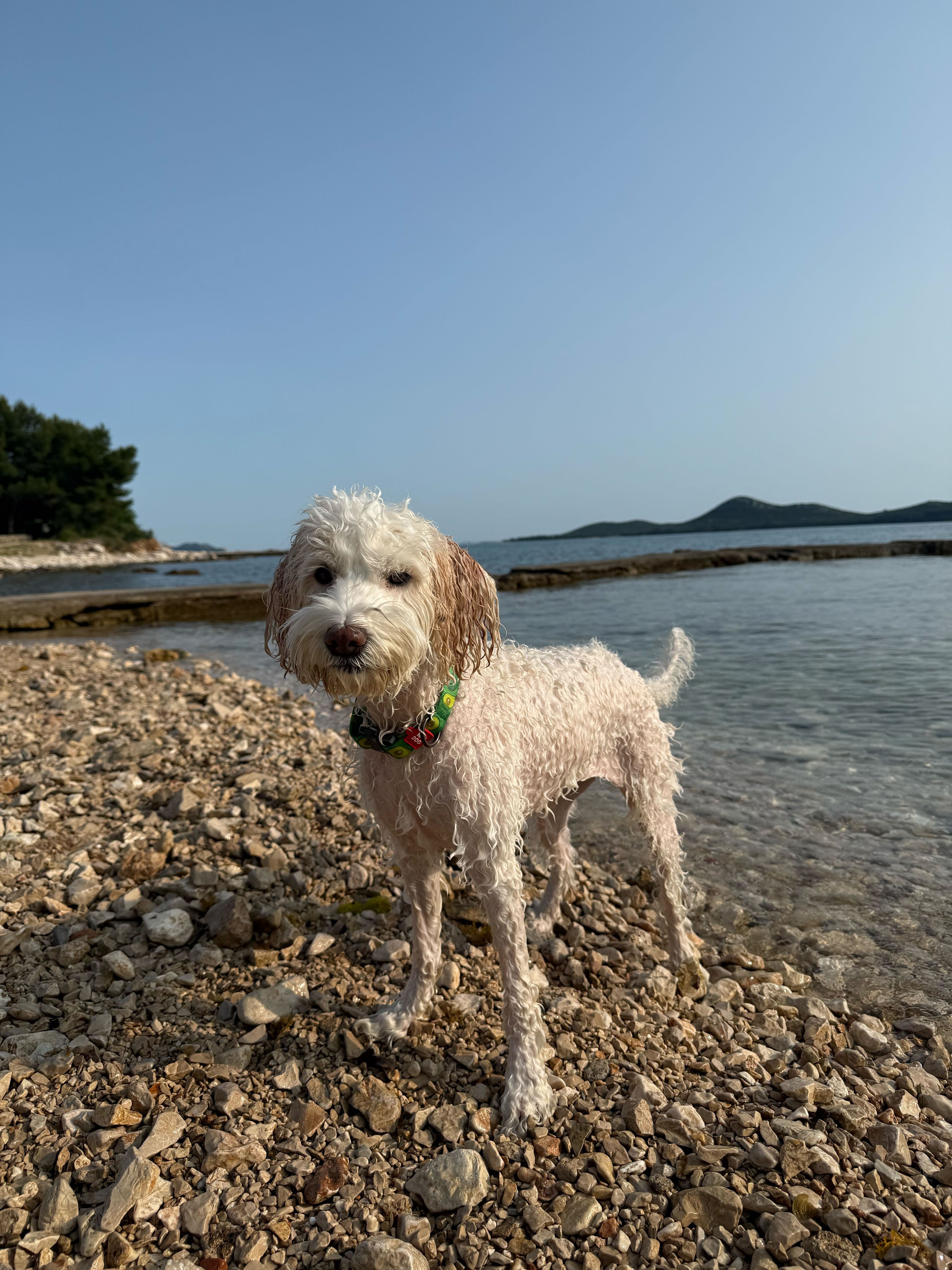 Pet Photo
