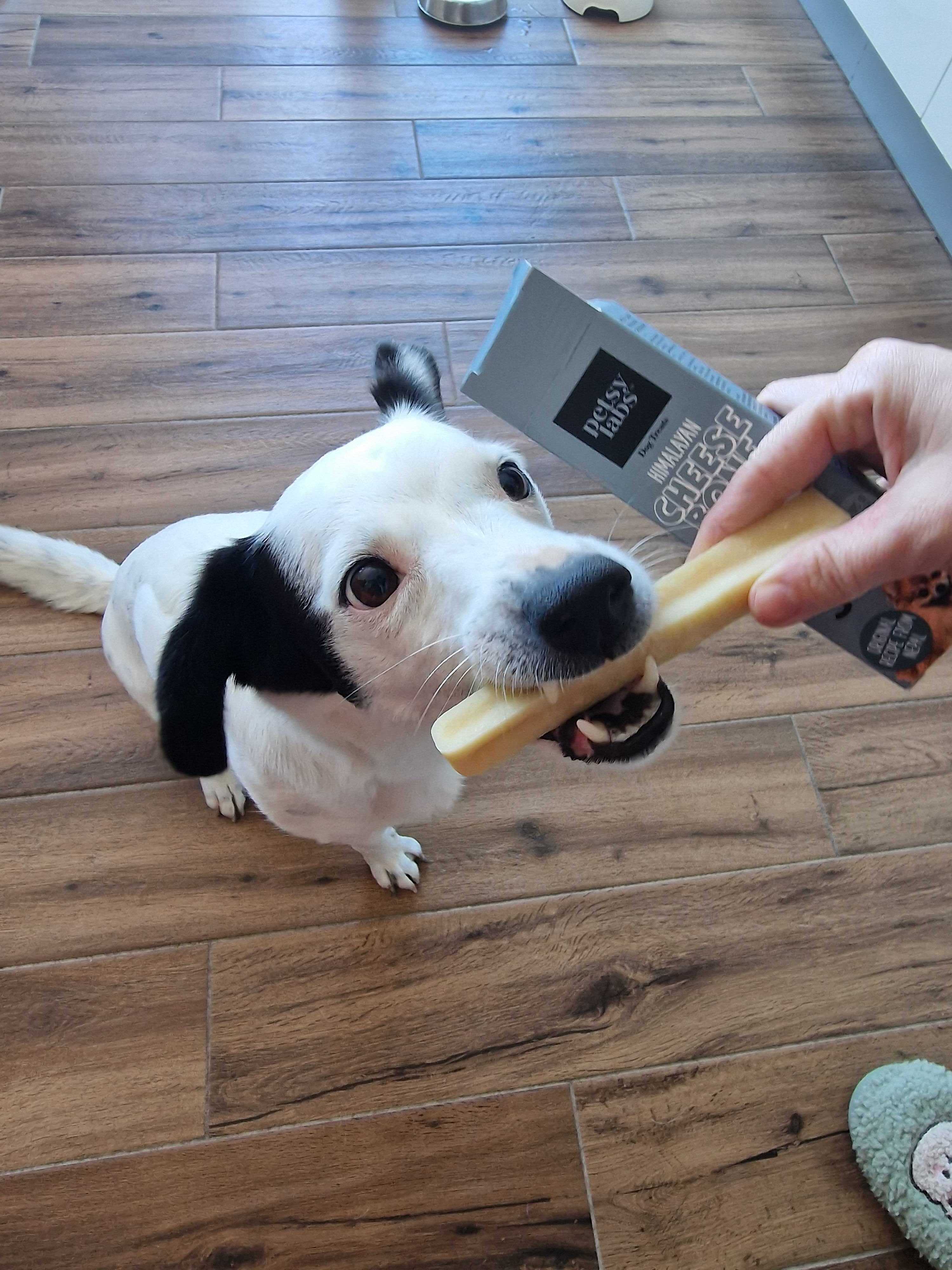 Pet Photo