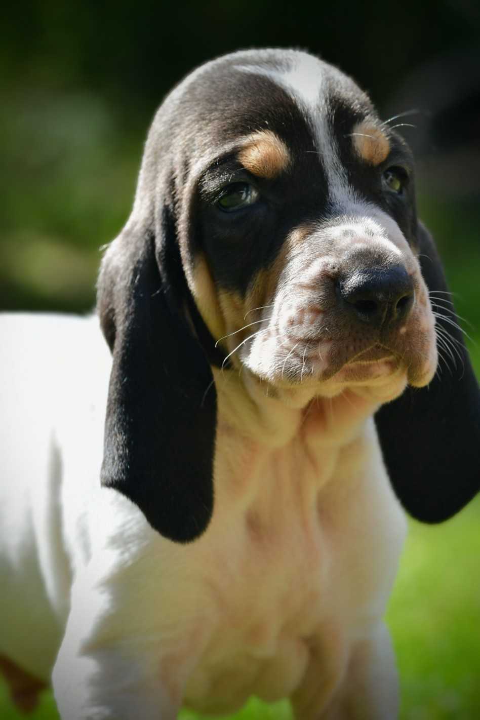 Pet Photo