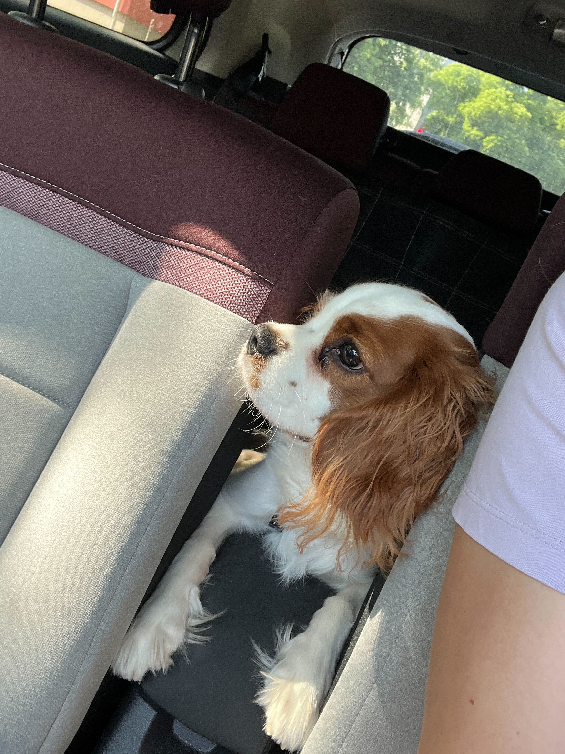 Pet Photo