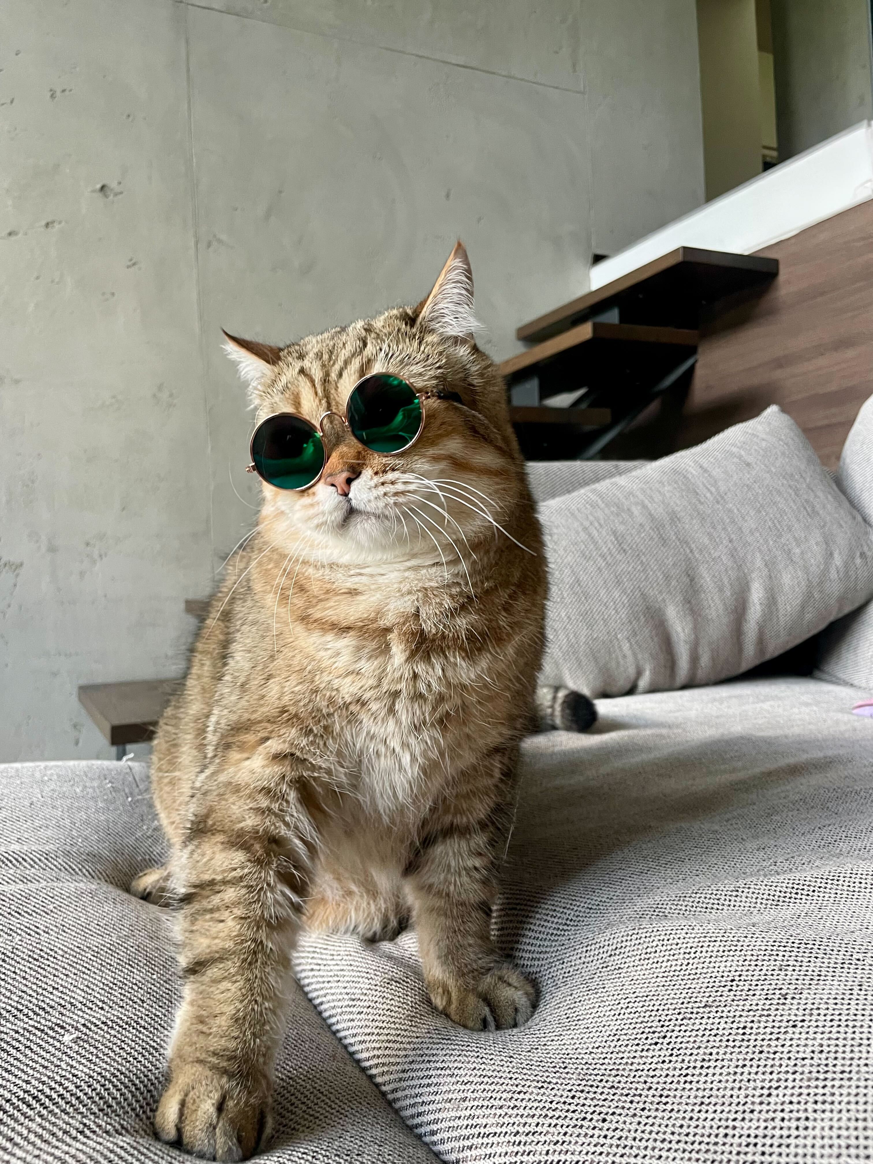 Pet Photo