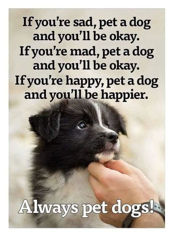 Pet Photo
