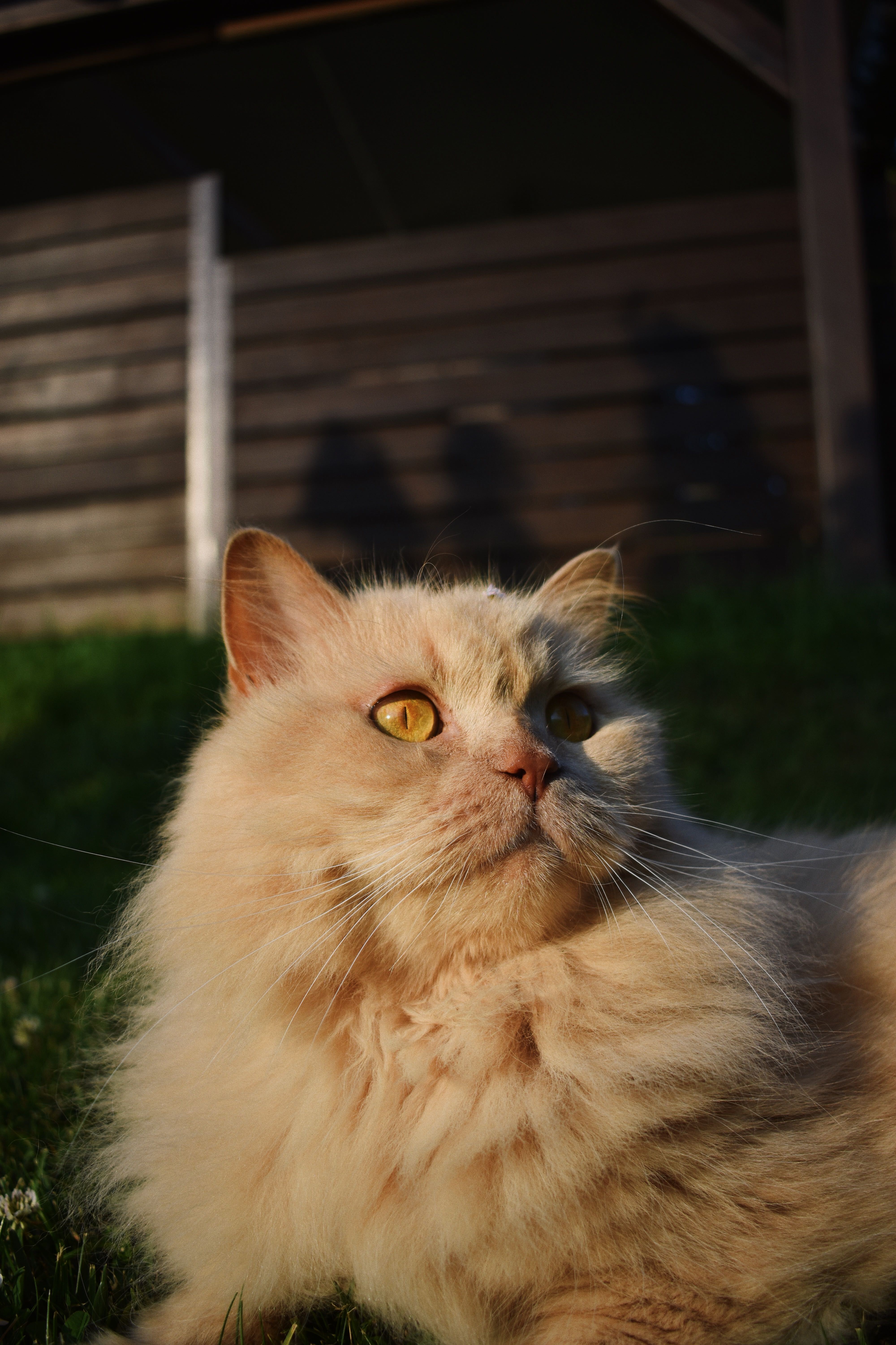 Pet Photo