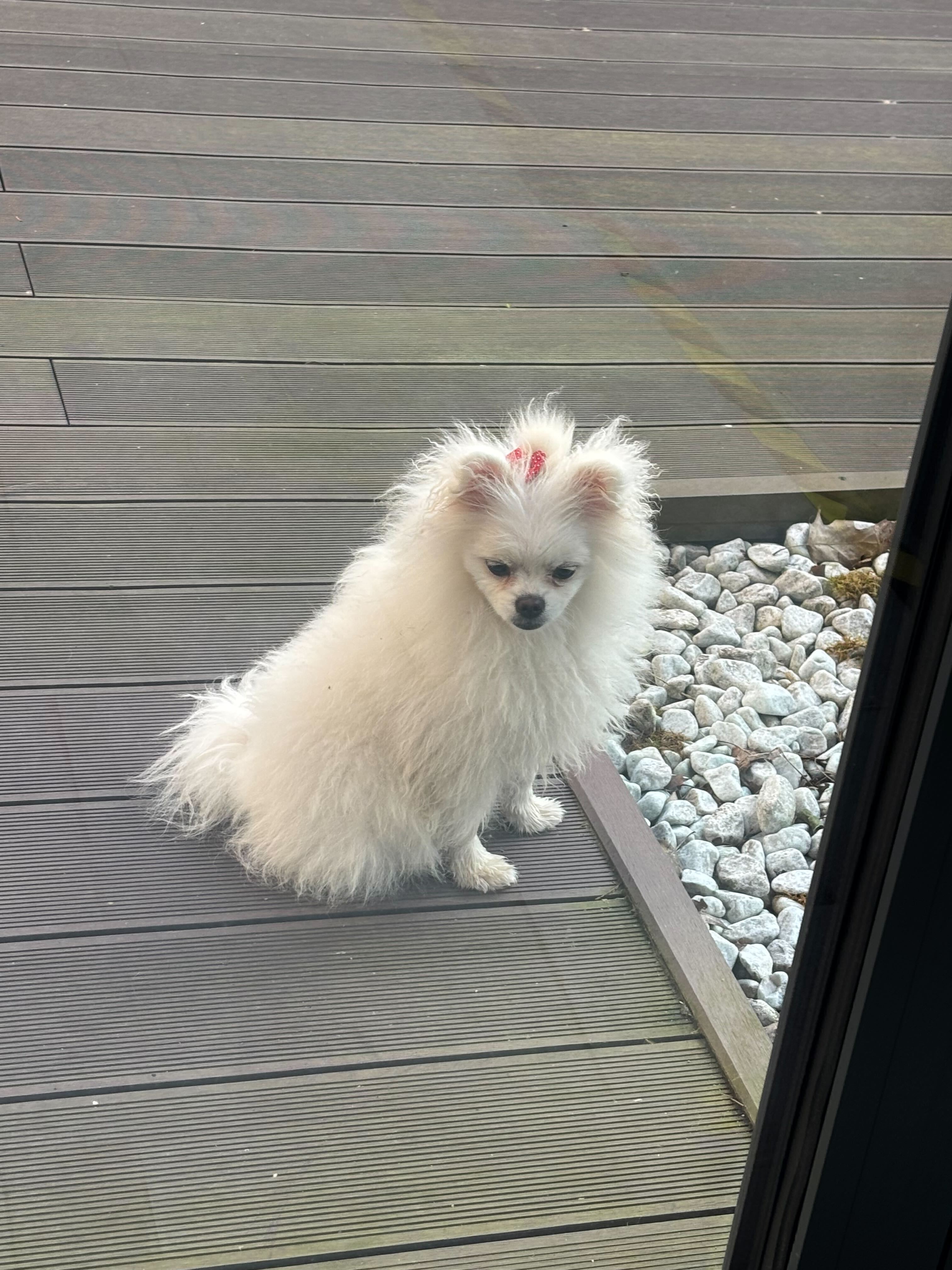 Pet Photo