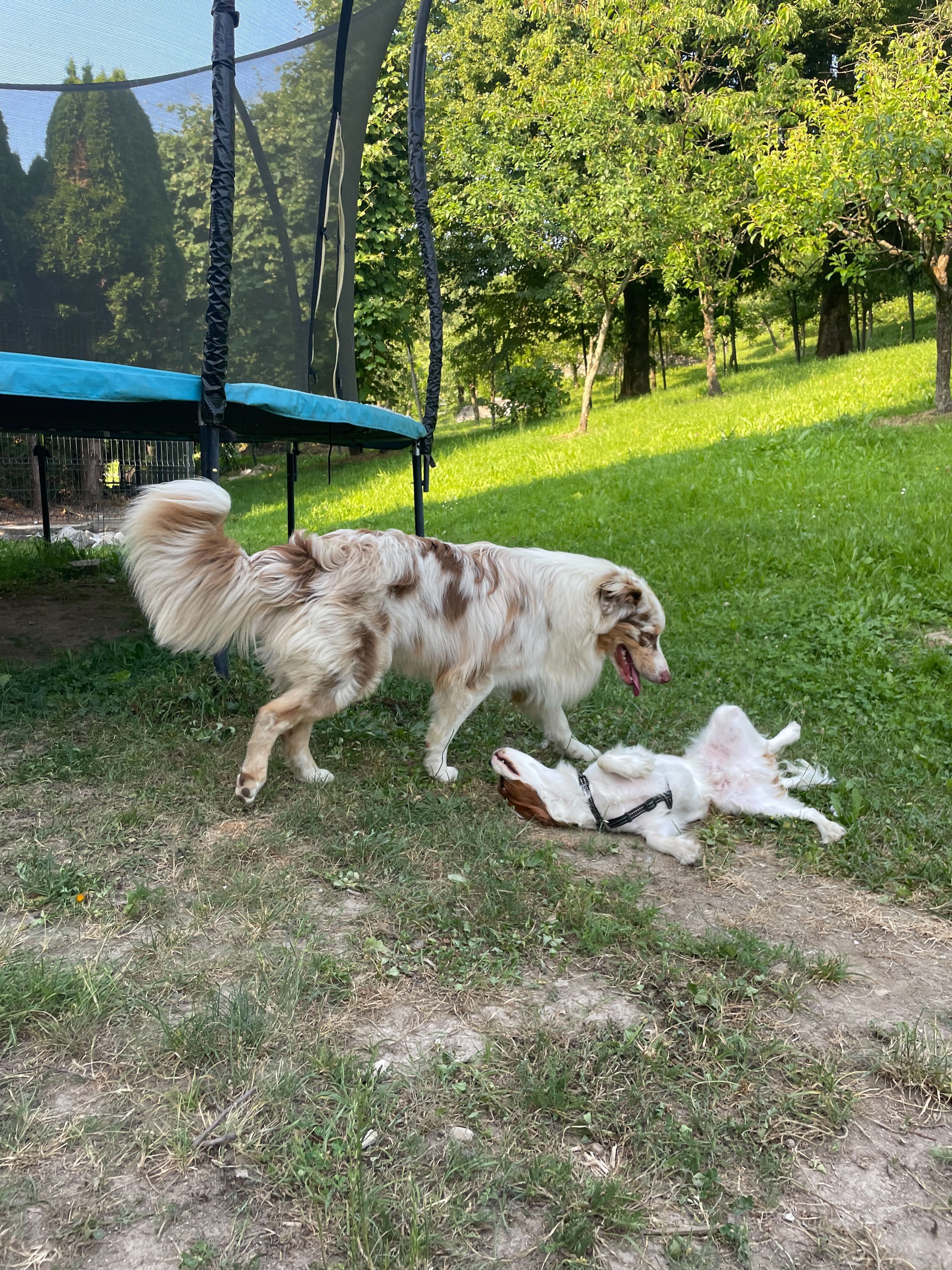 Pet Photo