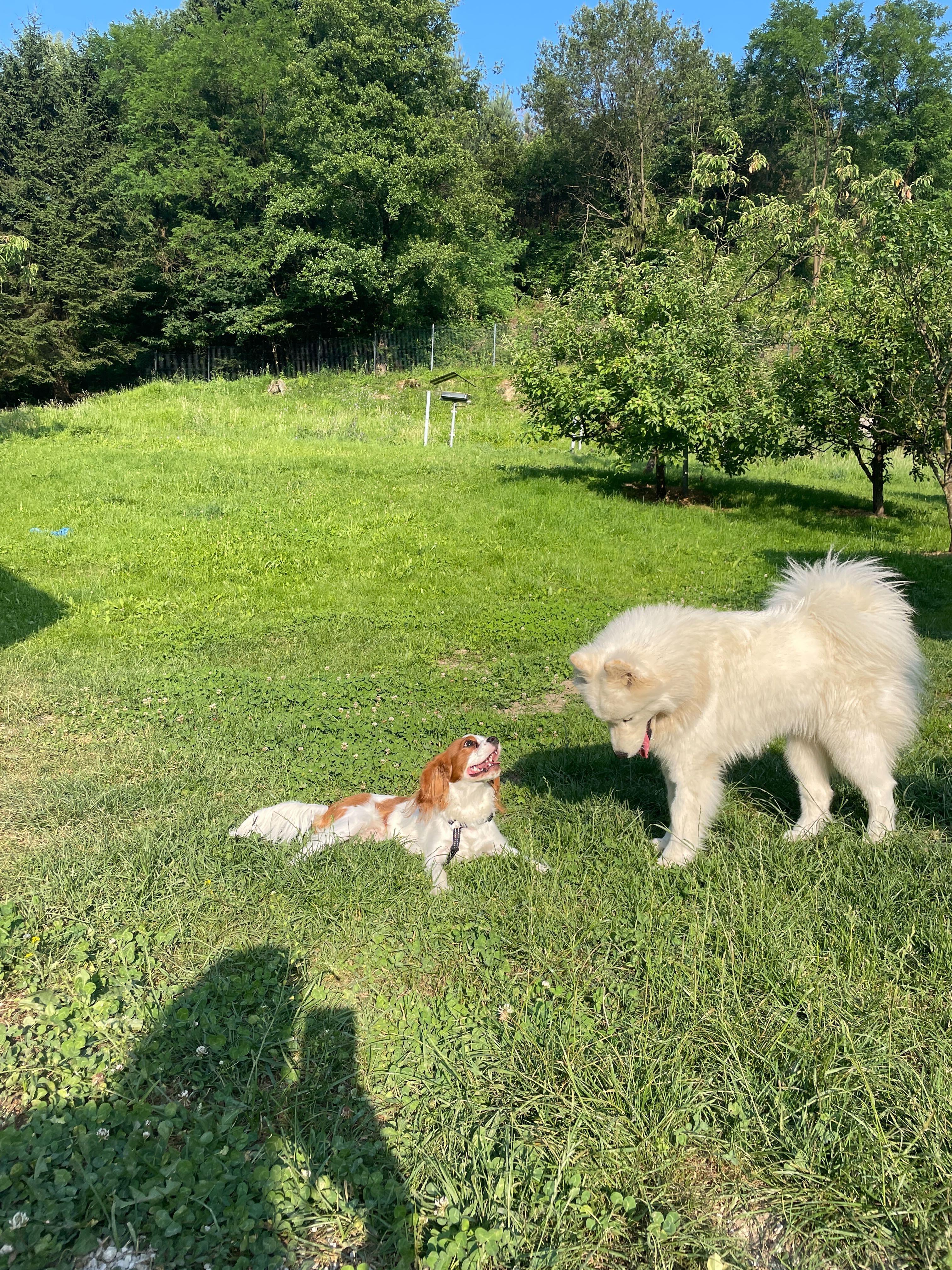 Pet Photo
