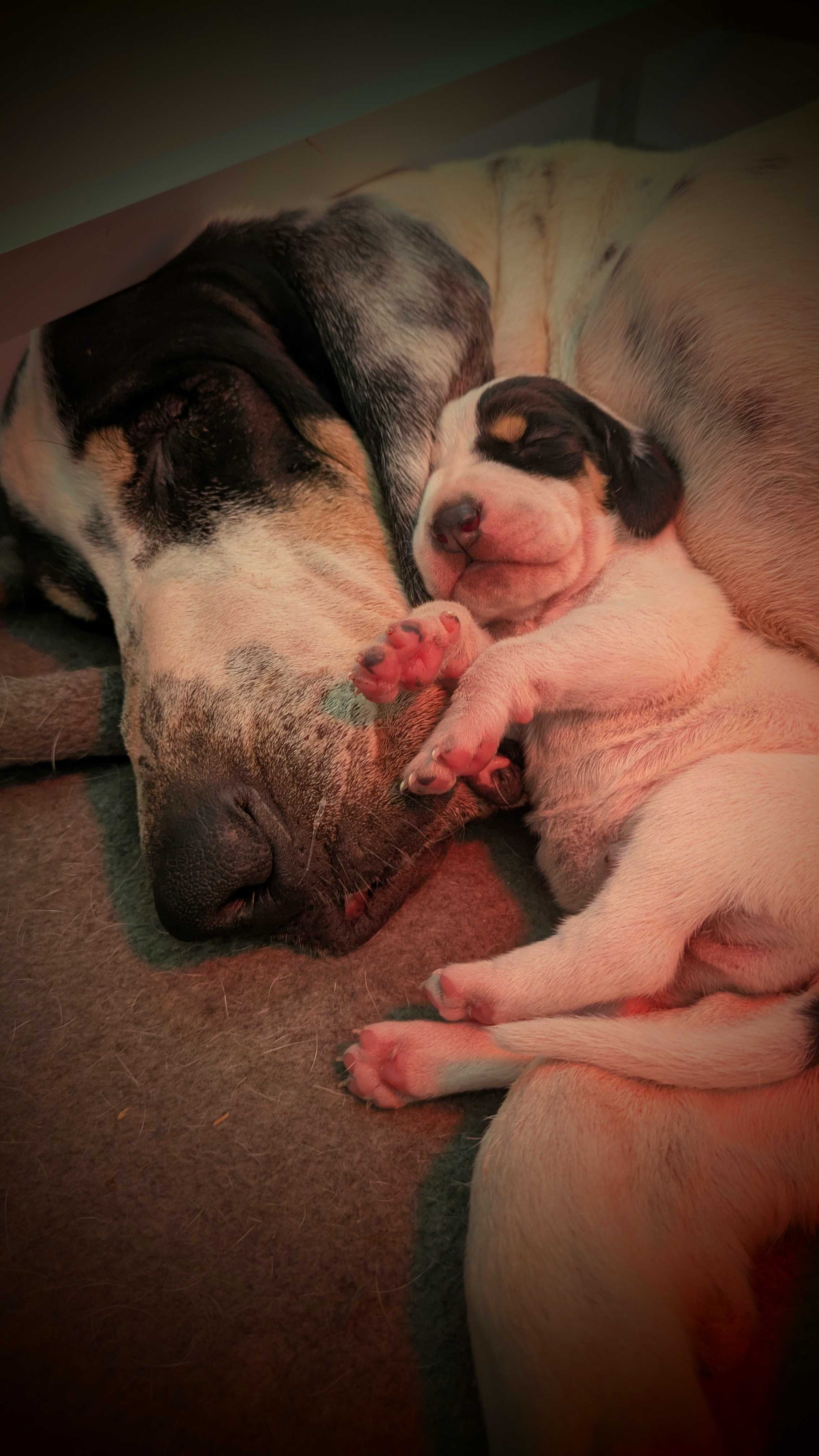 Pet Photo