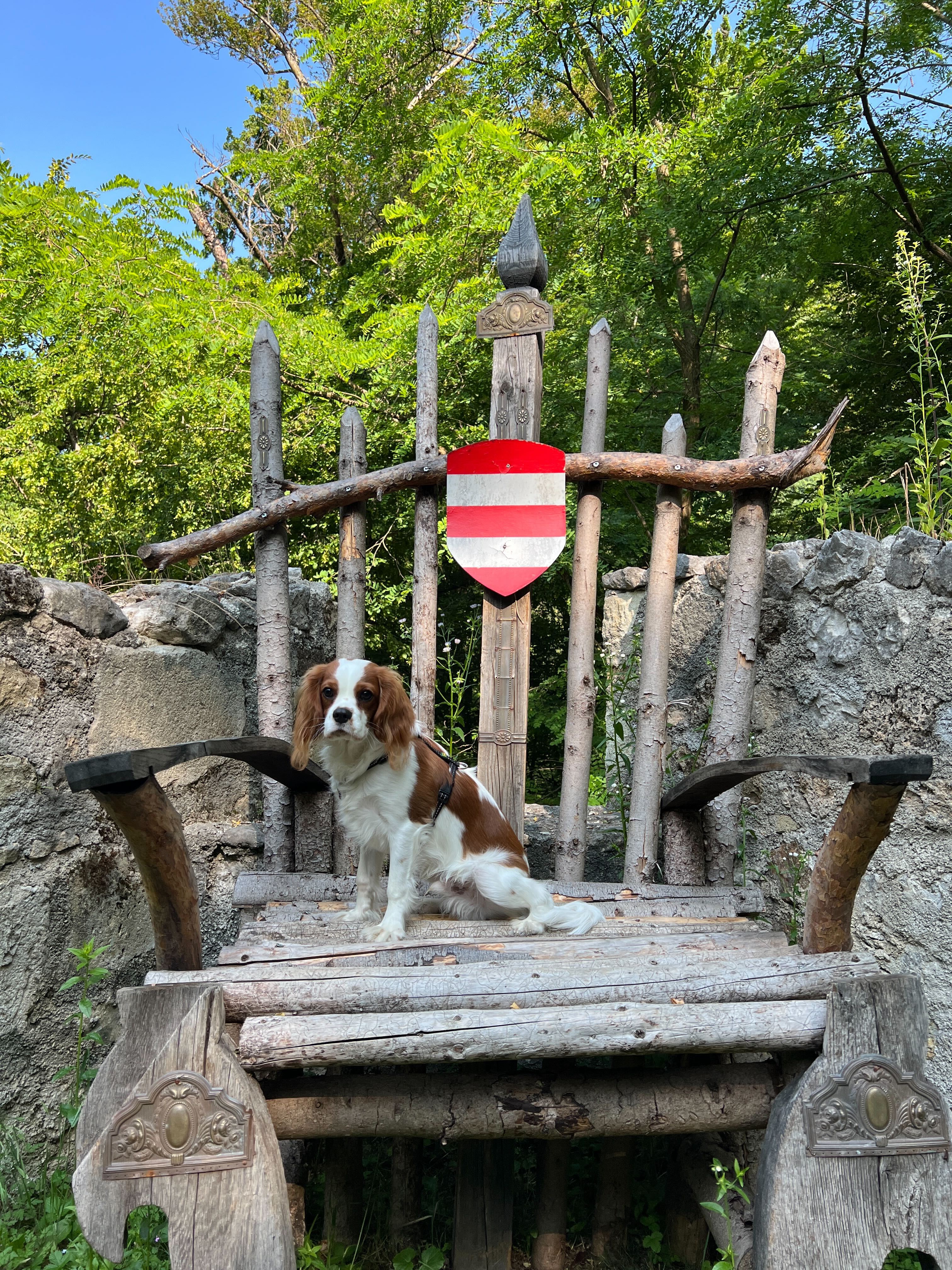 Pet Photo