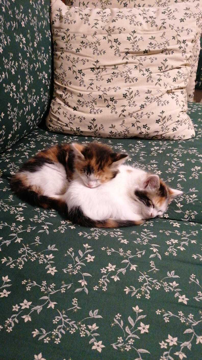 Pet Photo