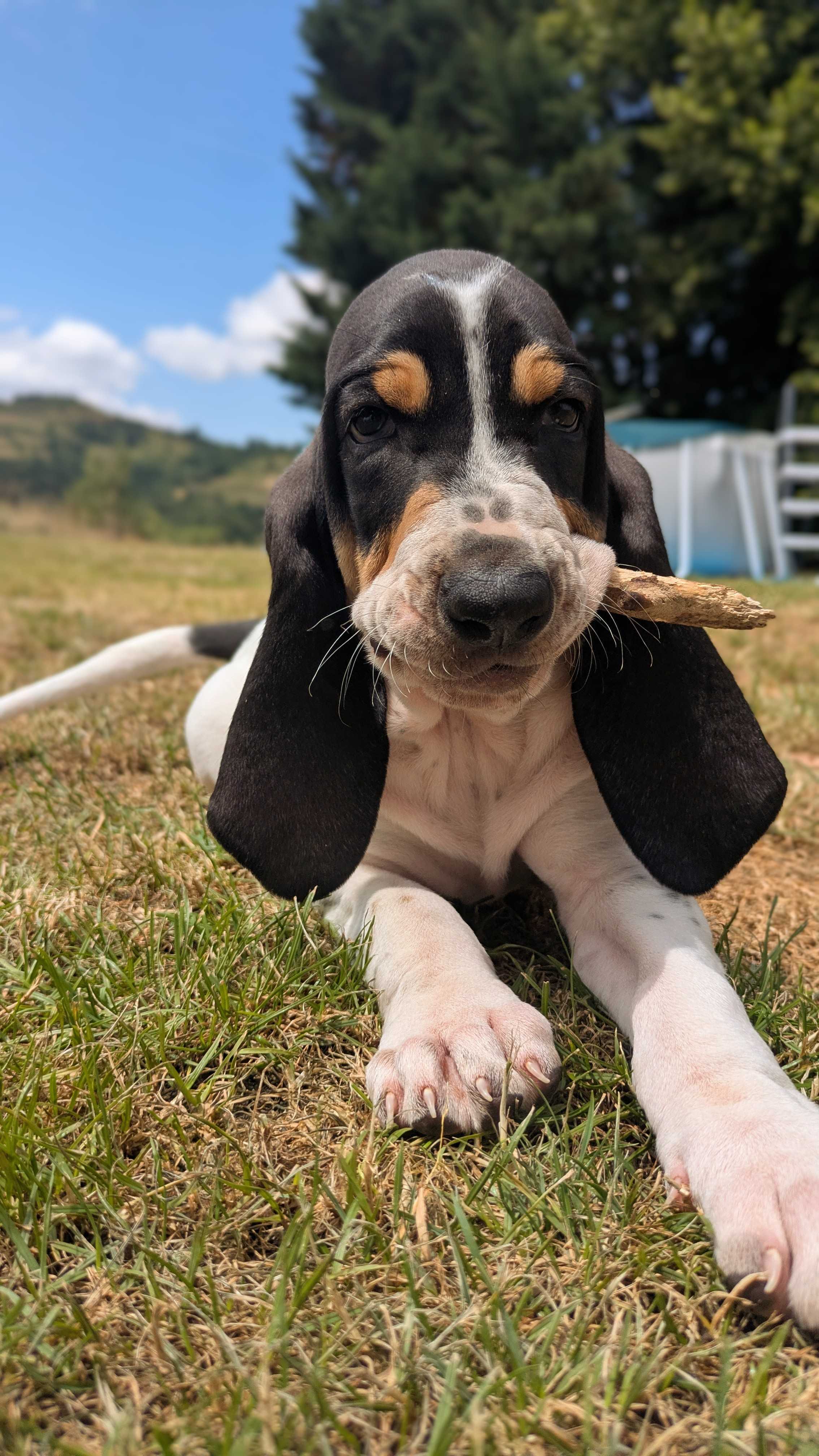 Pet Photo