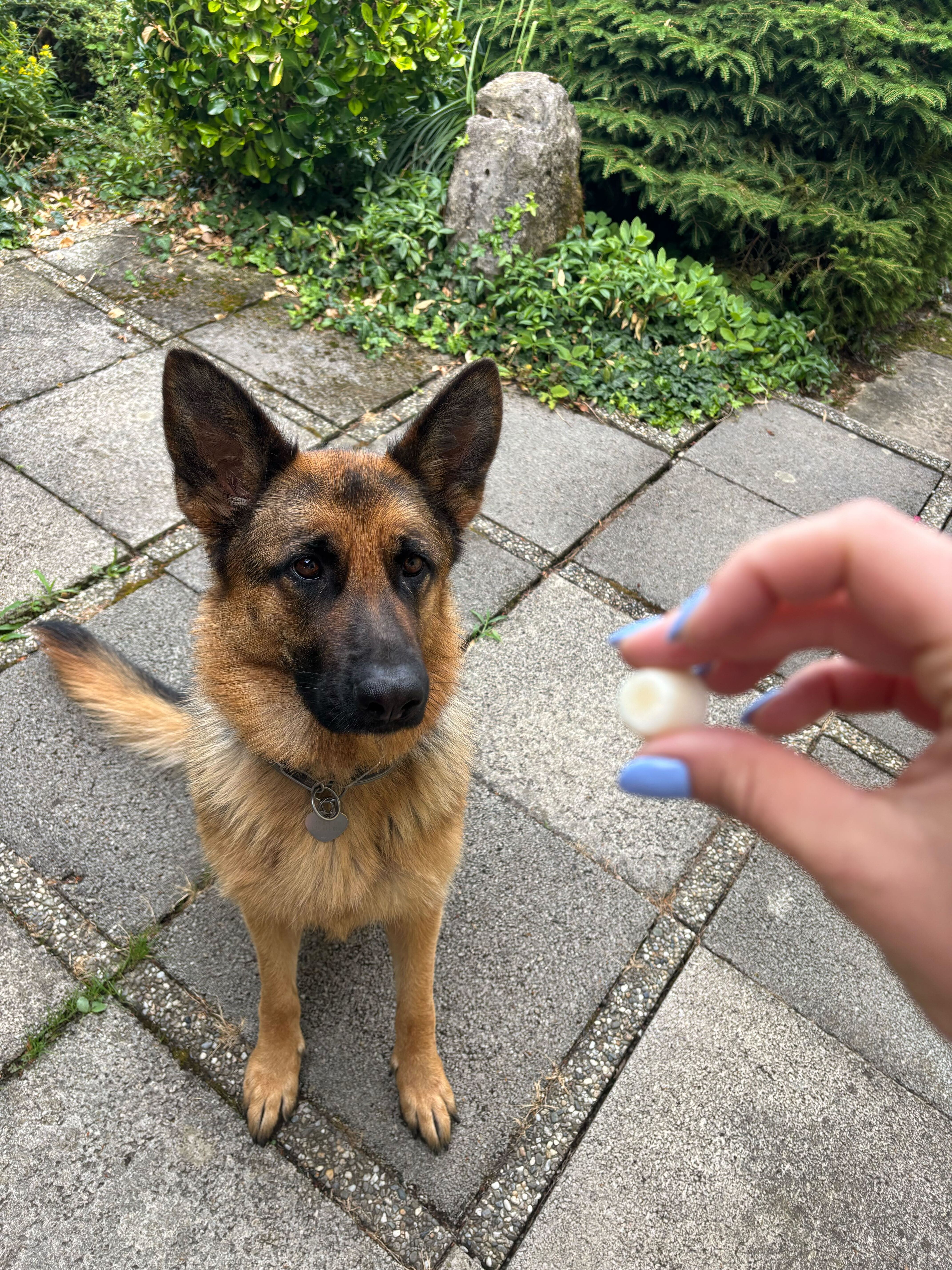 Pet Photo
