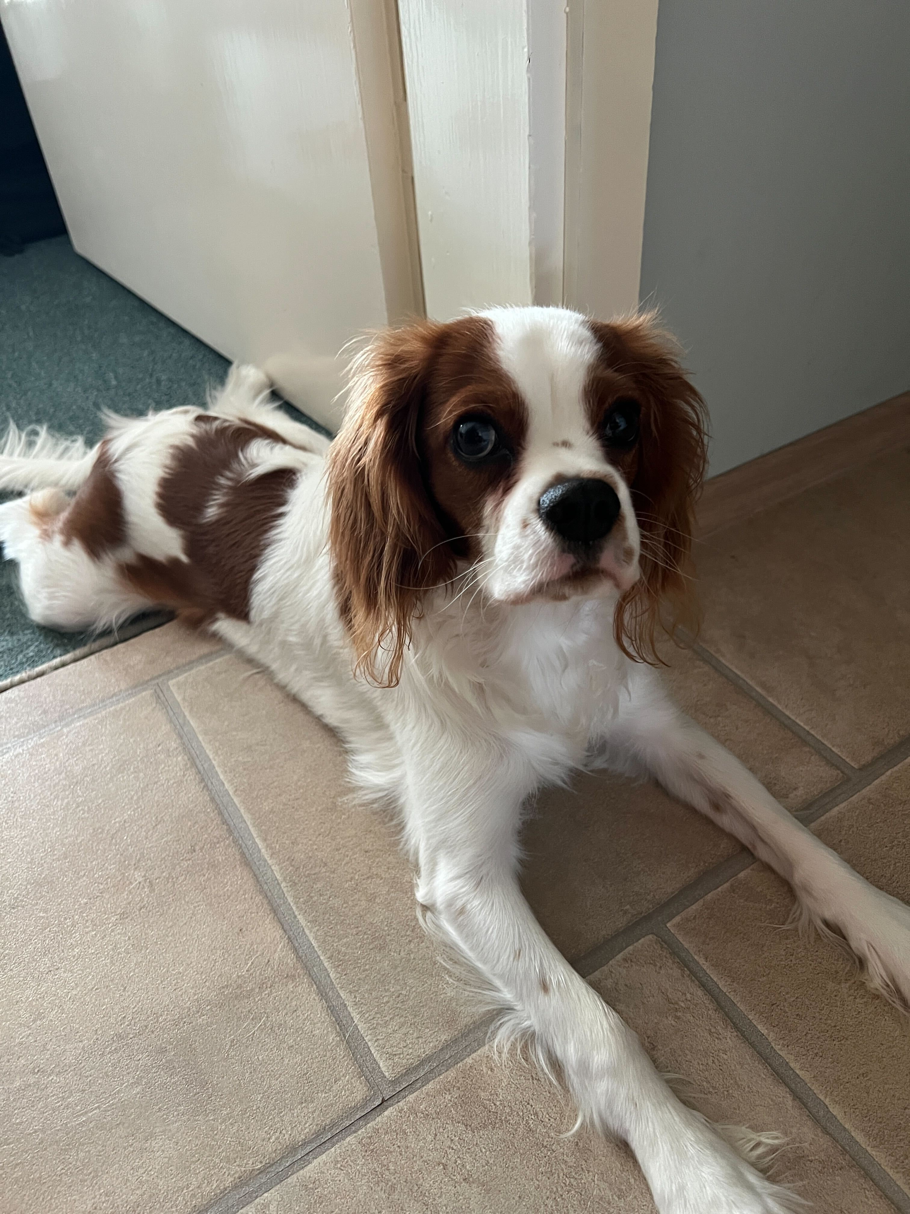 Pet Photo
