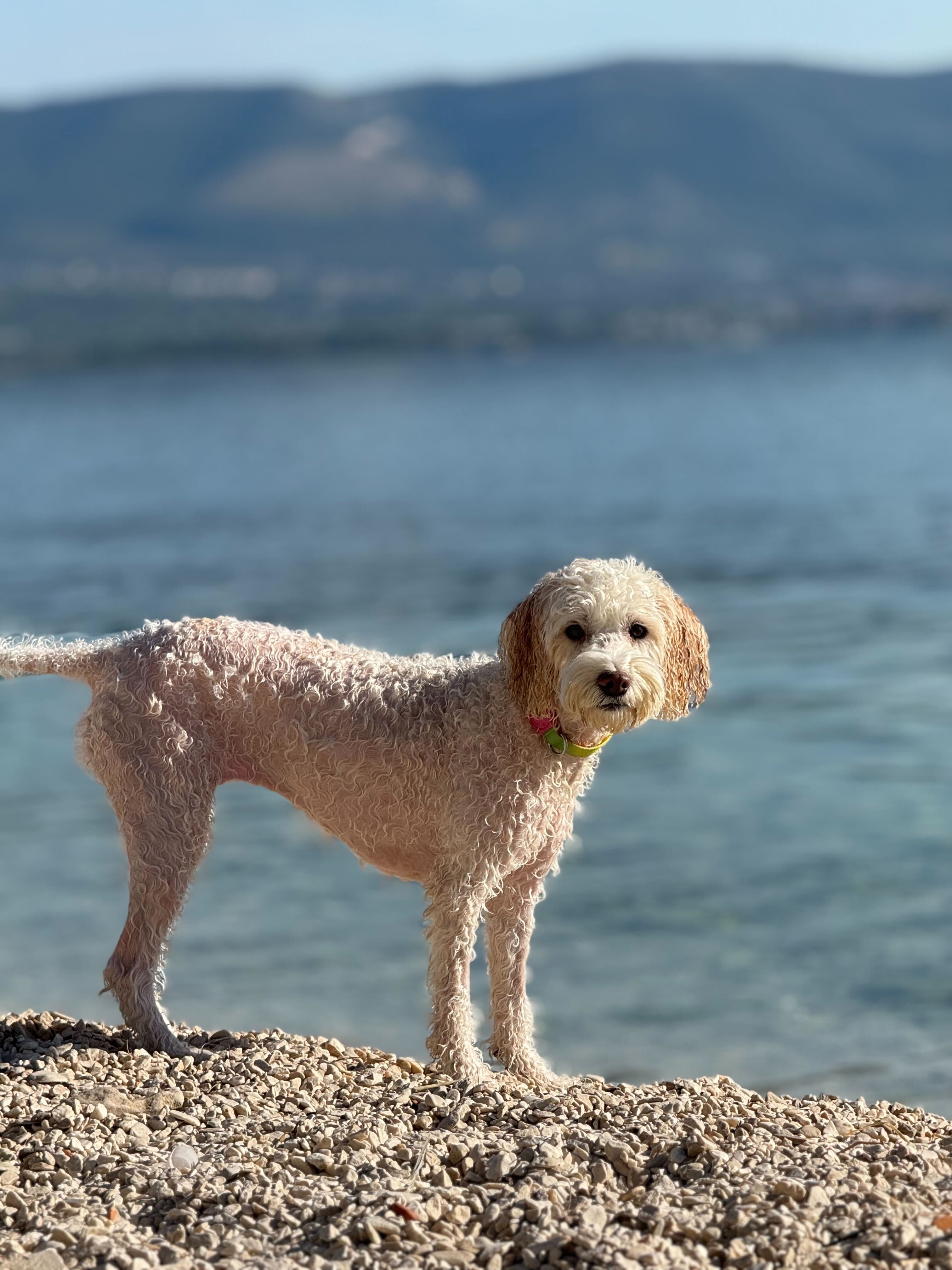 Pet Photo