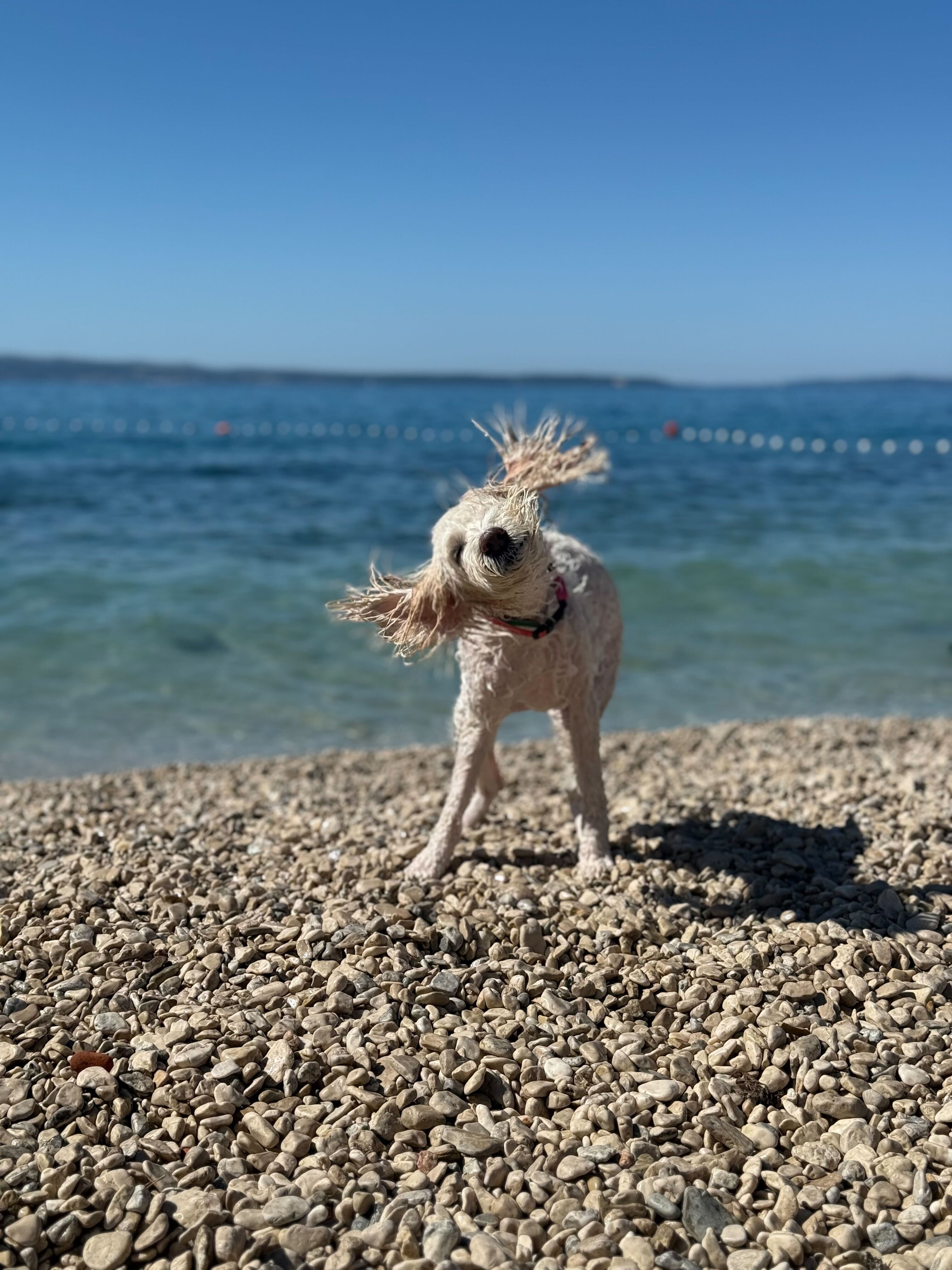 Pet Photo