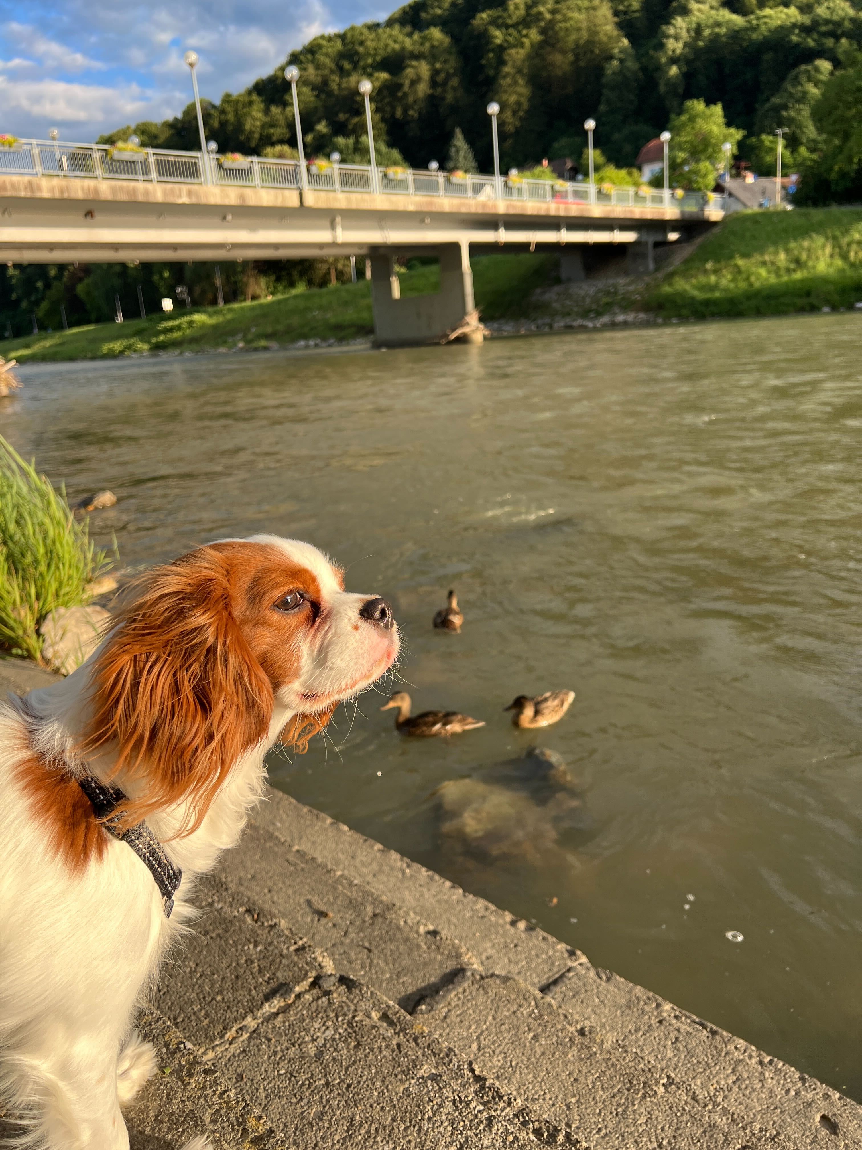 Pet Photo