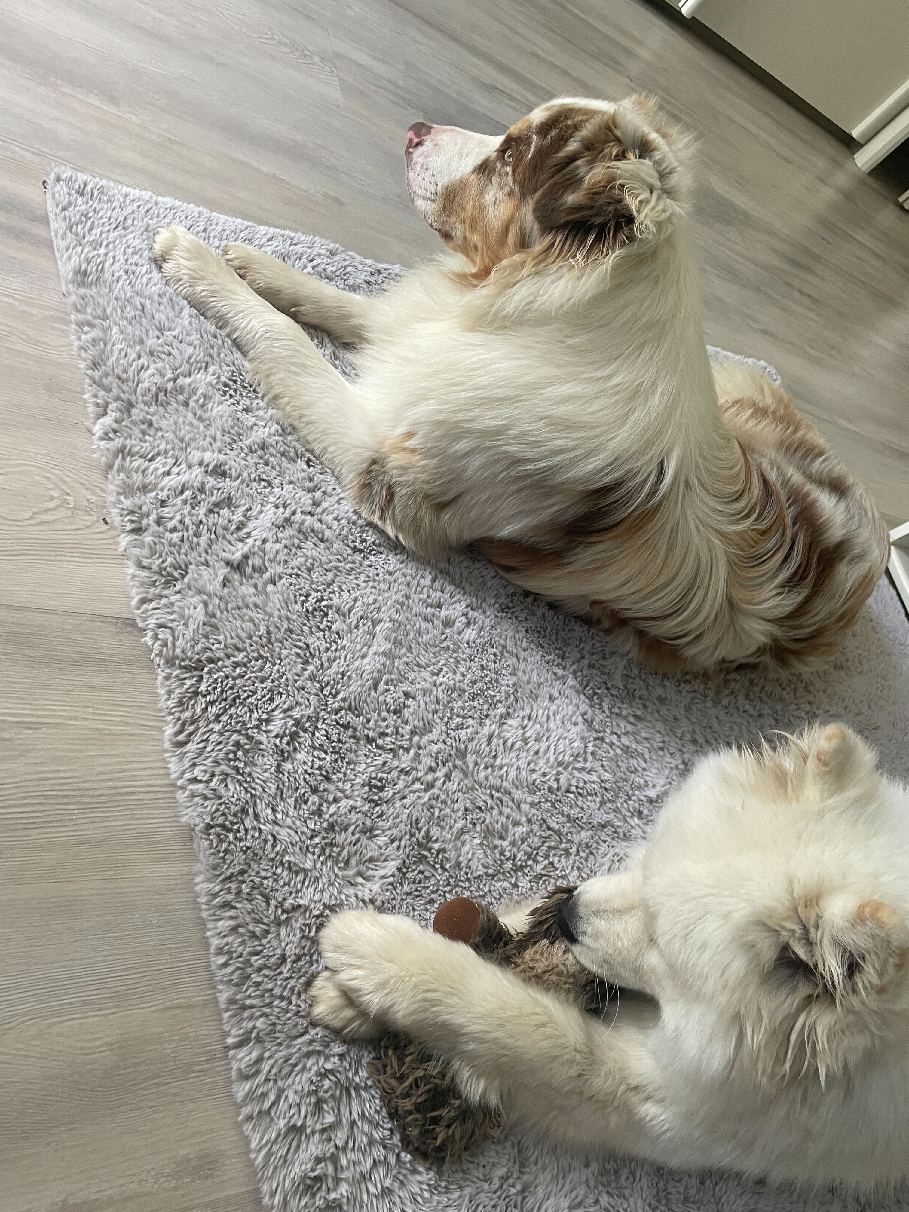 Pet Photo