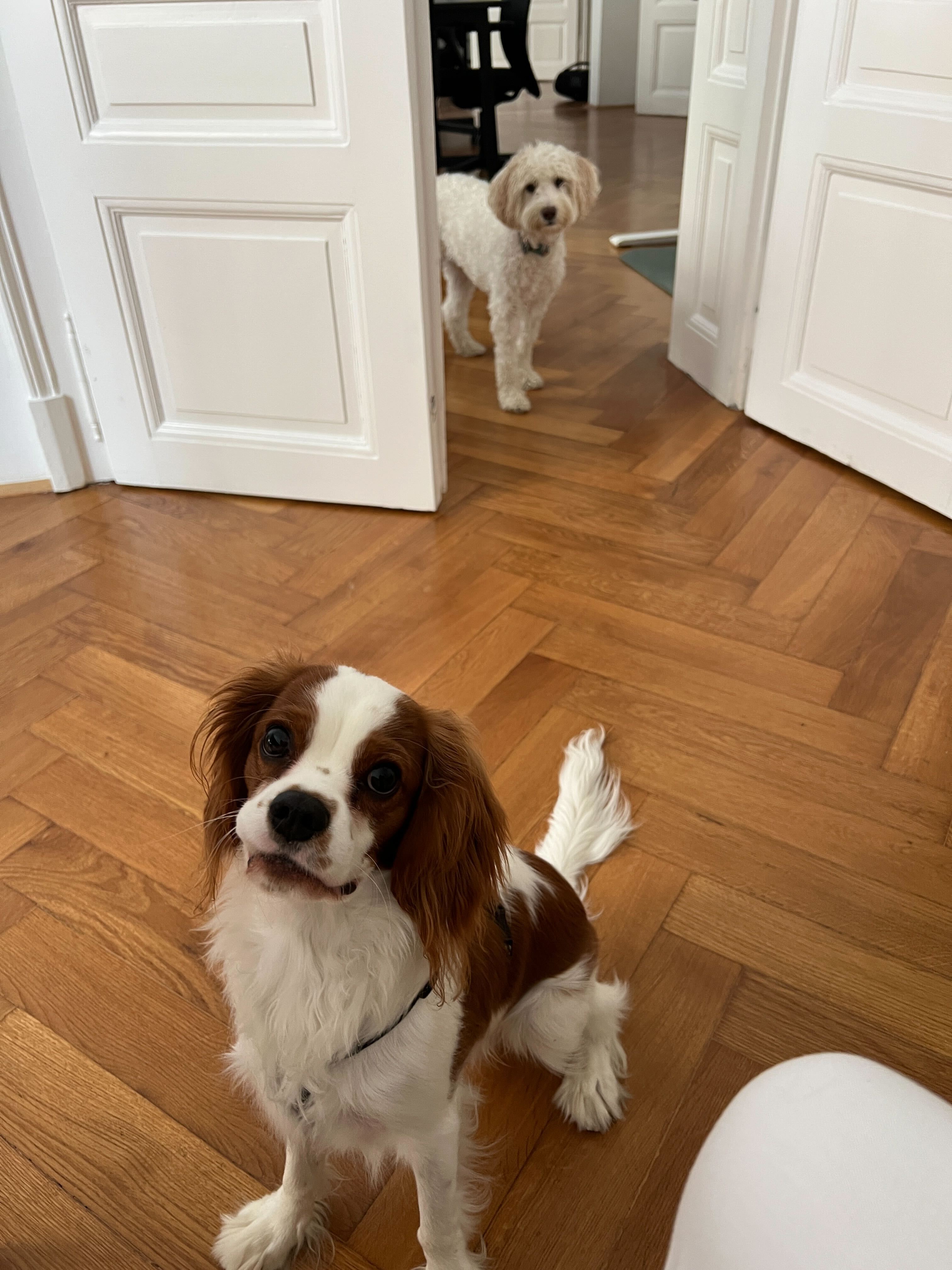 Pet Photo