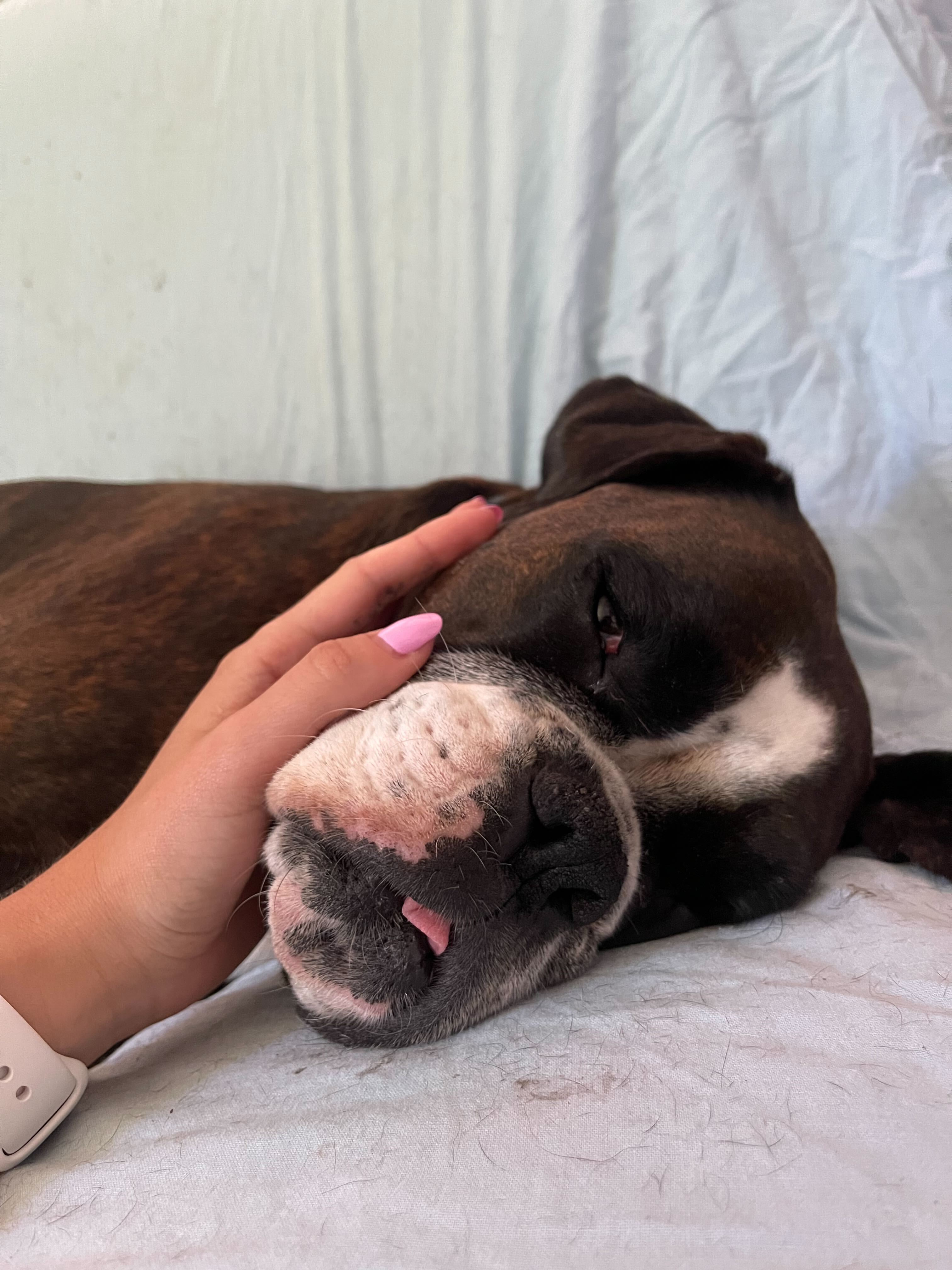 Pet Photo