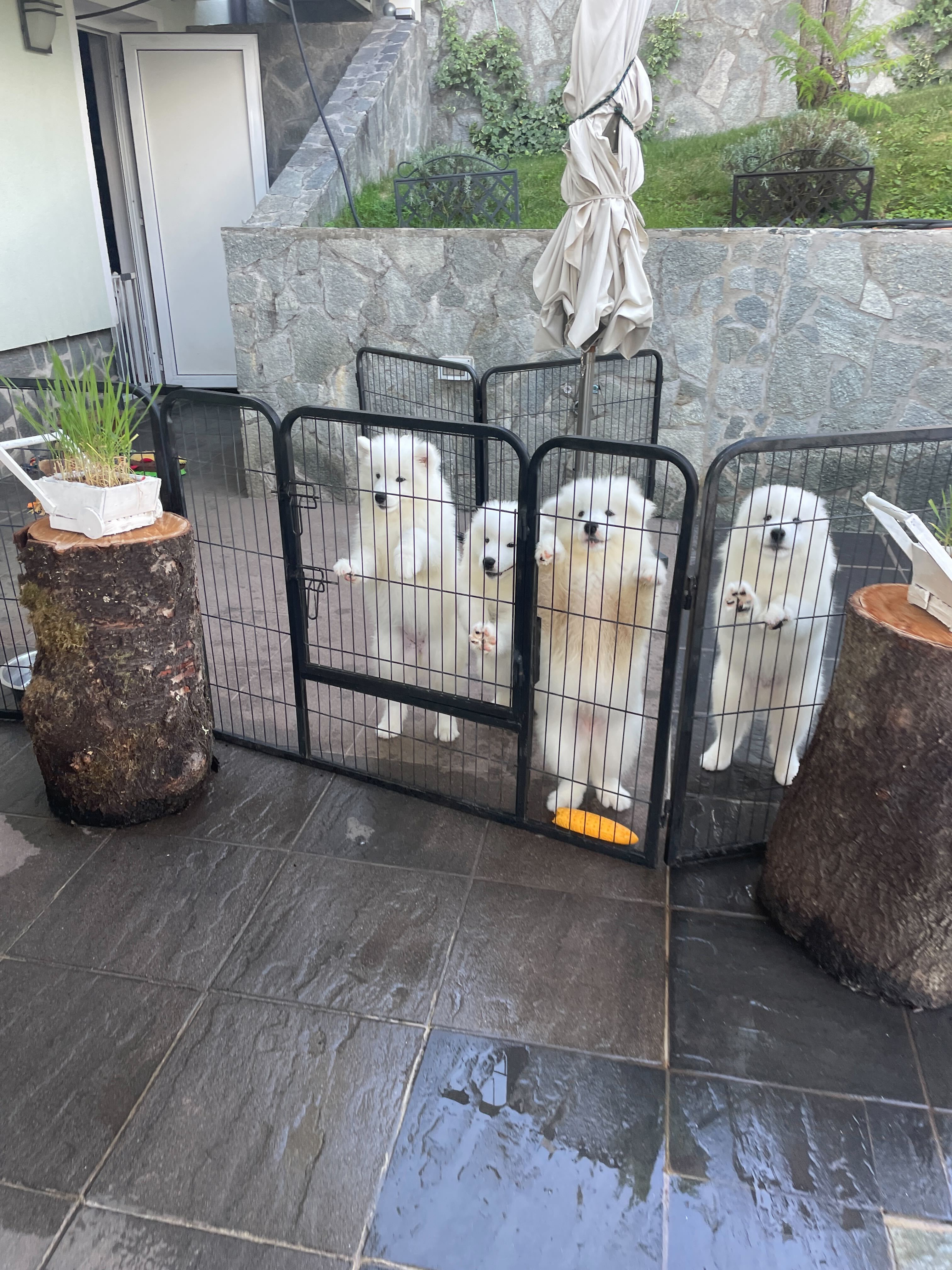 Pet Photo