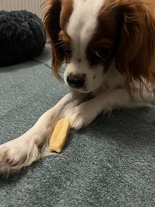 Pet Photo