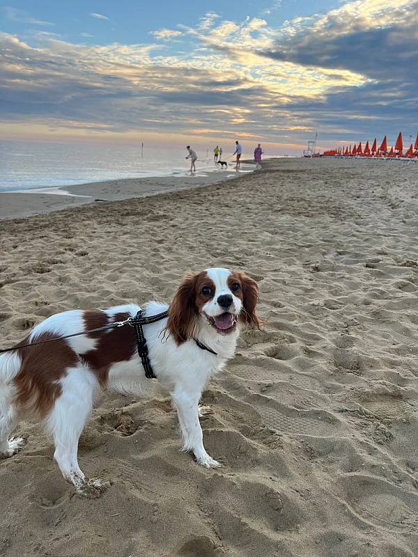 Pet Photo