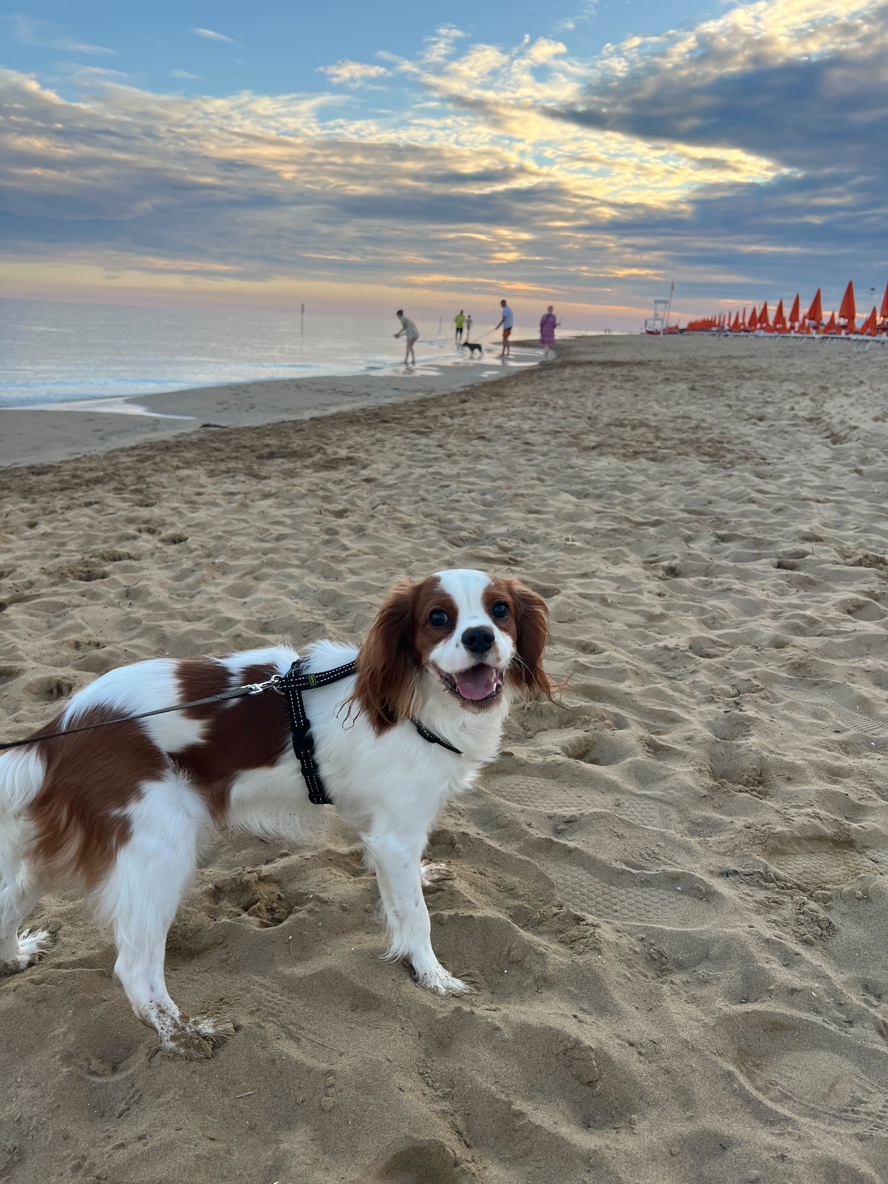 Pet Photo