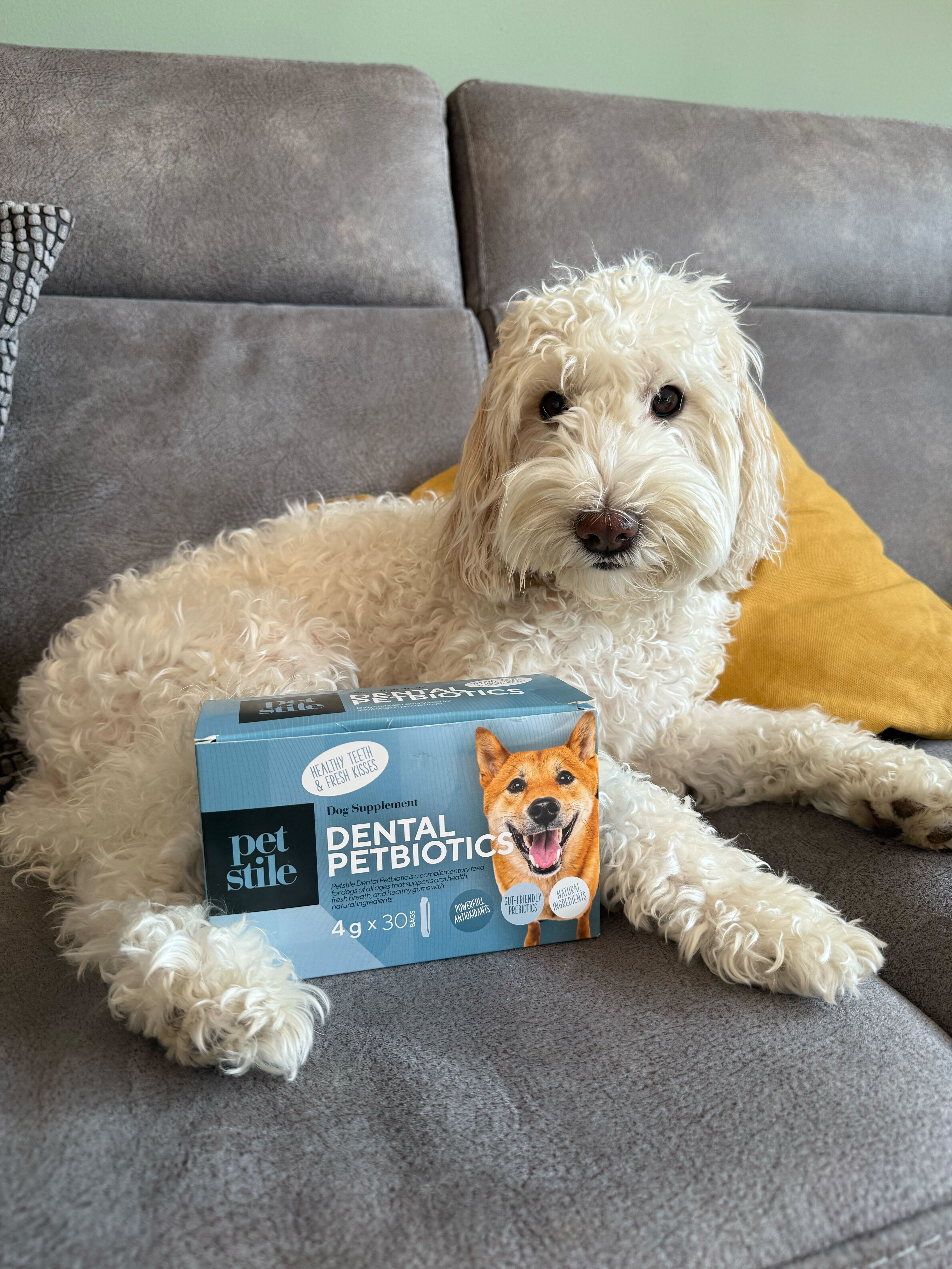 Pet Photo