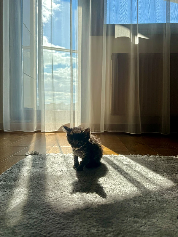 Pet Photo