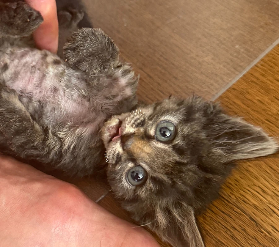 Pet Photo