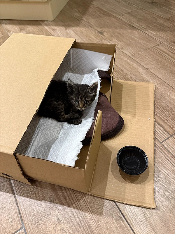 Pet Photo