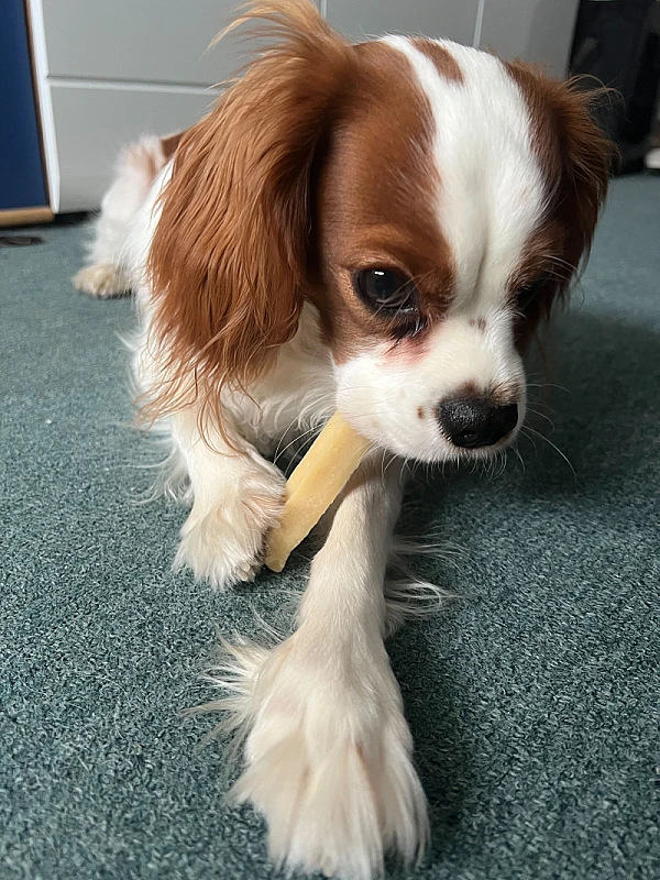 Pet Photo
