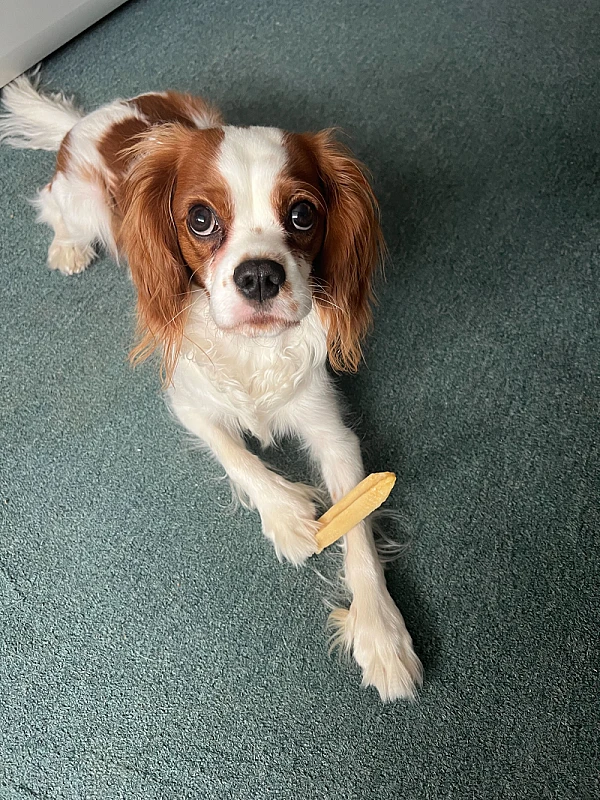 Pet Photo
