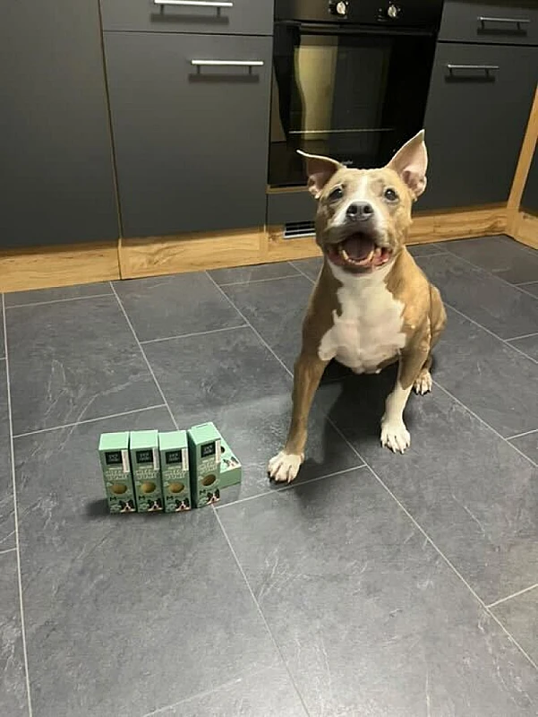 Pet Photo