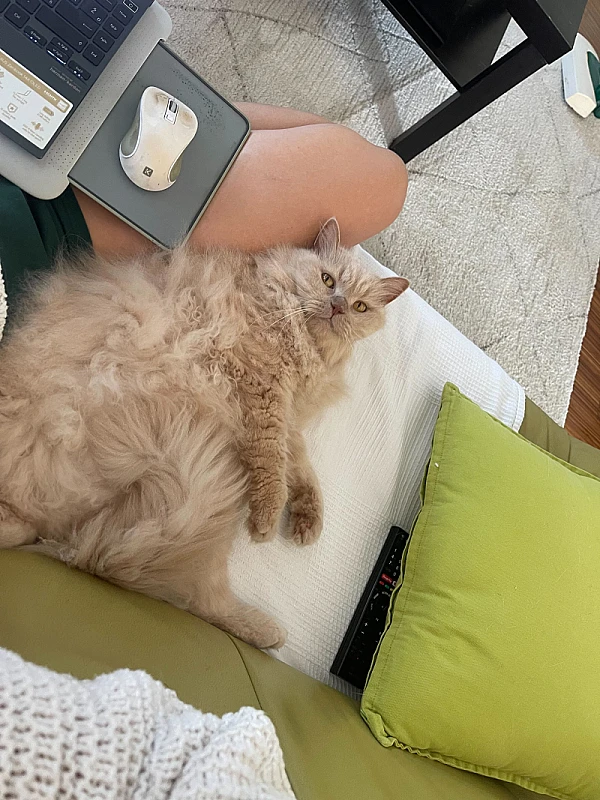Pet Photo