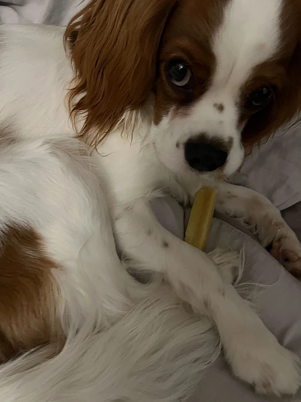 Pet Photo
