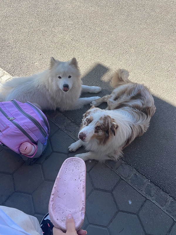 Pet Photo