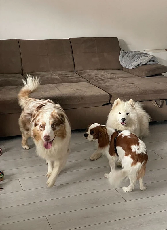 Pet Photo